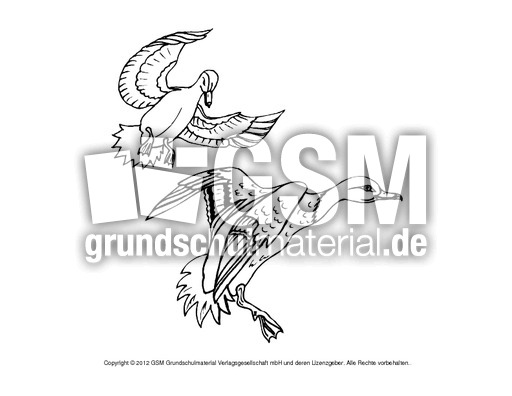 Ausmalbilder-Stockente 13.pdf